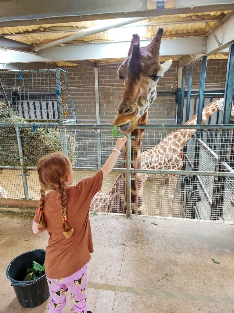Giraffe feeding at Chessington World of Adventures 